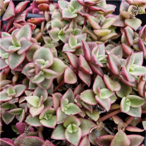 Crassula Pellicida Ssp. Marginalis 'Rubra'